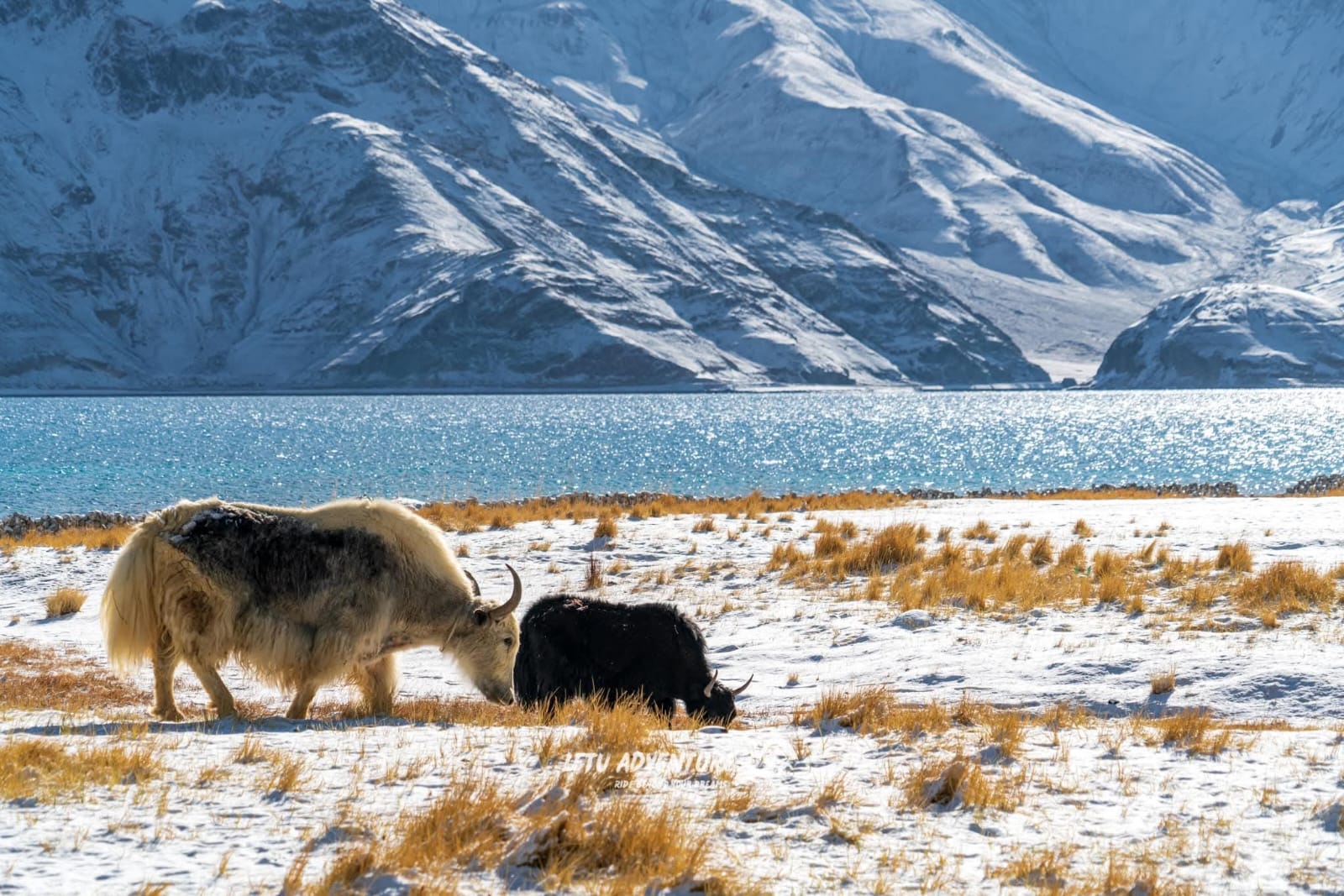 Ultimate Ladakh Odyssey