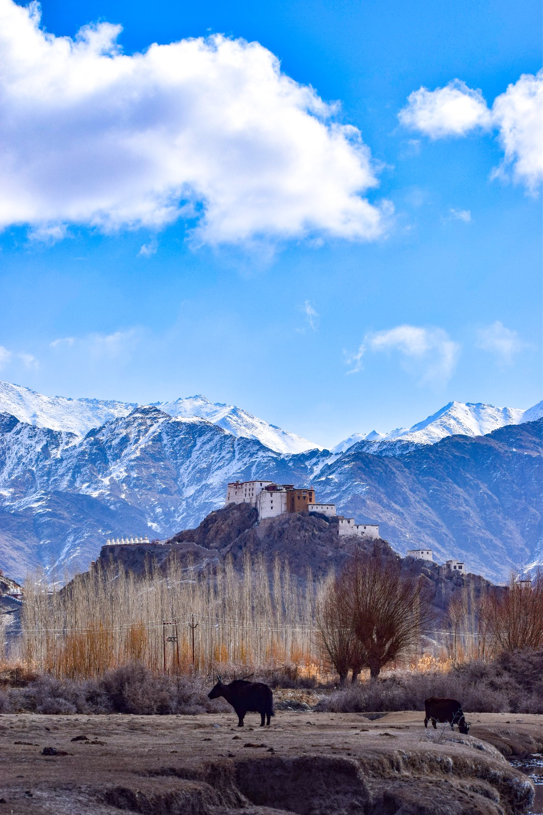 Thiksey Monastery Palace